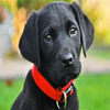  Honden 